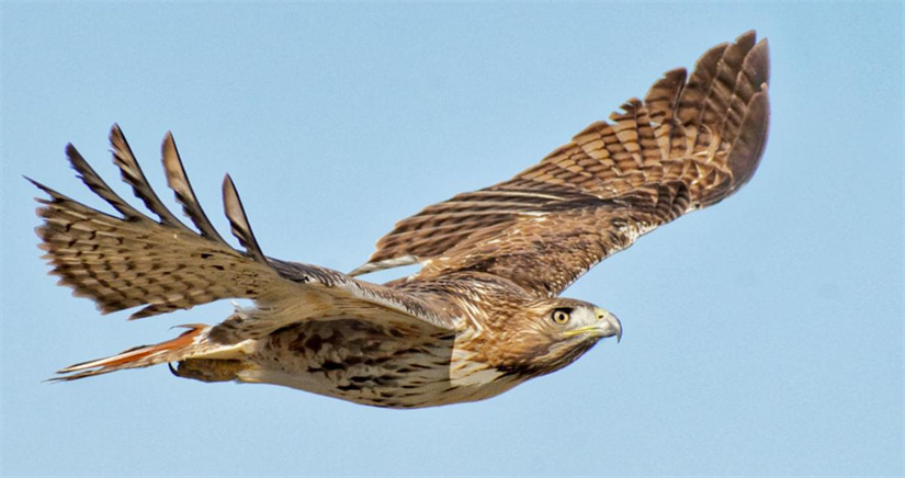 [Must Read] 6 Sound Tools to Get Hawk Sounds for PC & Online