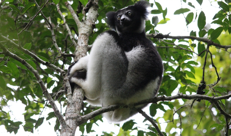 Rey Julien Madagascar: El Viaje Global de los Animales