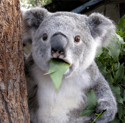 Top 5 Koala Sounds Free to Use for Live Streaming