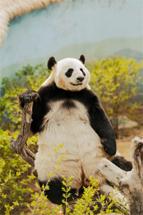 라이브 스트리밍 및 팟캐스트를 위한 상위 5가지 Panda 사운드
