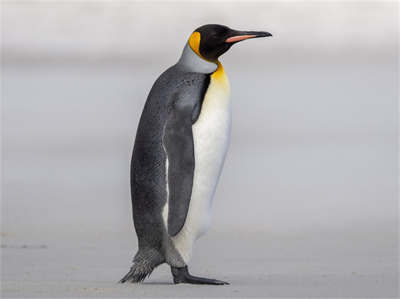 6 Herramientas Útiles de Sonido de Pingüino para PC y Online