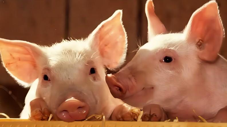 [2024 aktualisiert] Die besten 6 Wege zum Schweinesound (kostenlos)