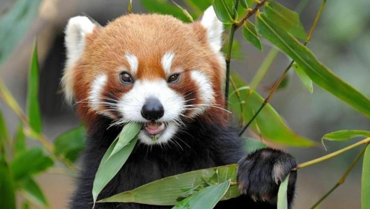 [Top 5] Red Panda Sounds Free to Use for Live Streaming