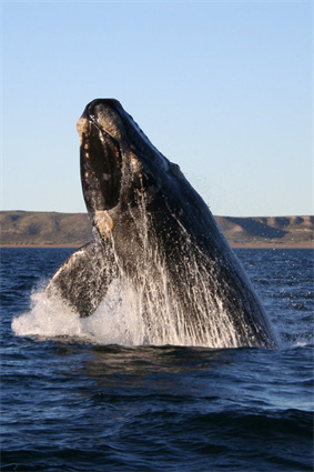 鯨魚之聲：2024最佳鯨魚聲音音效板與變聲指南