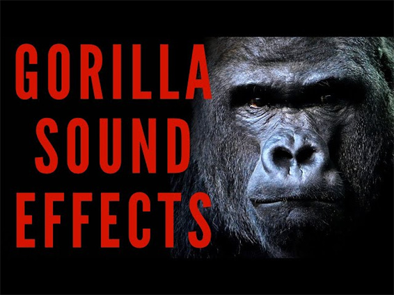 [2025 Updated] 6 Best Tools for Gorilla Sound Recording