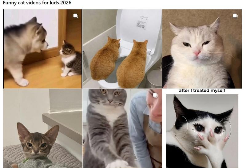 cat videos for kids ins