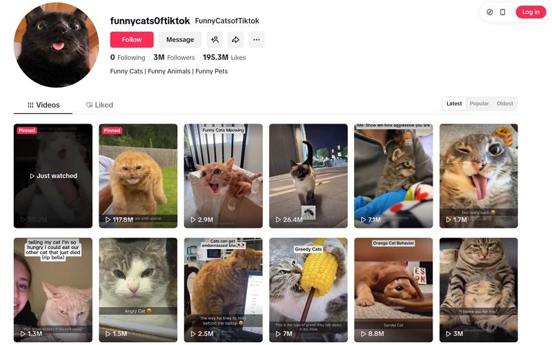 cat videos for kids tiktok