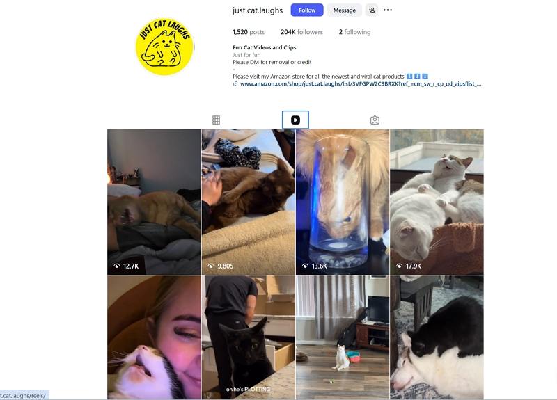 funny cat videos ins