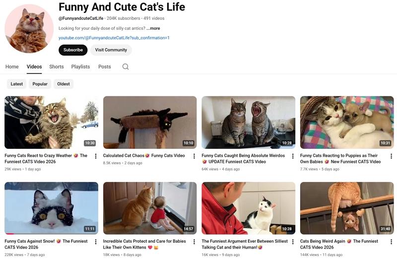 funny cat videos youtube