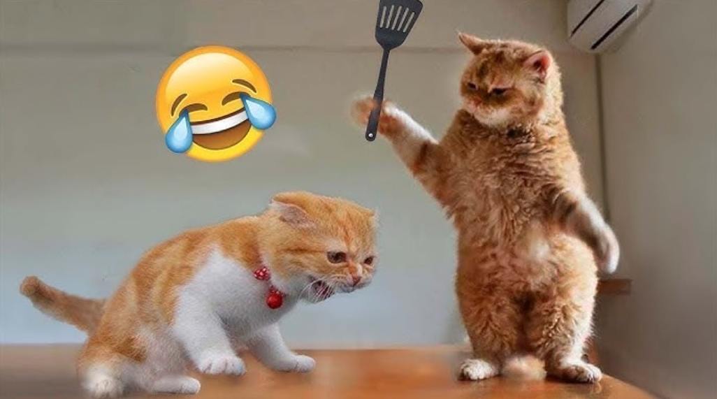 funny cat videos