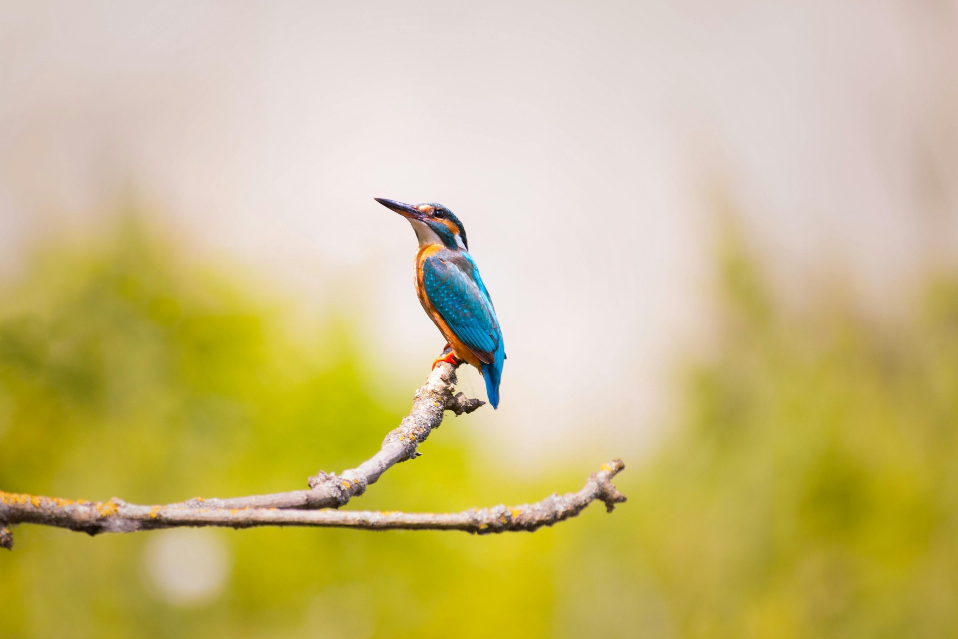 Top 3 des méthodes de retouche photo d'oiseaux en 2024