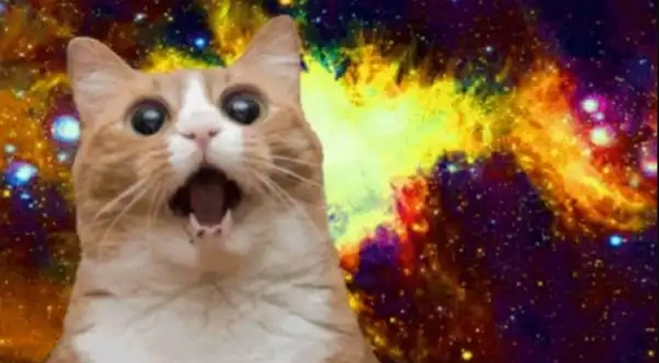 Katzenhumor - lustige, süße und herzerwärmende Memes von Katzen