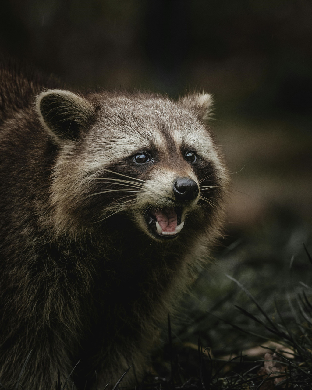 Top 5 Raccoon Sounds for Live Streaming and Podcasts