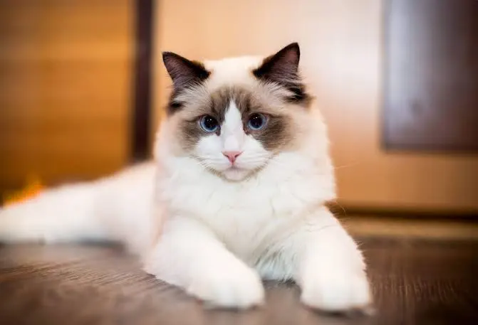 Chat ragdoll : Idées mignonnes, amusantes, styles générés par IA