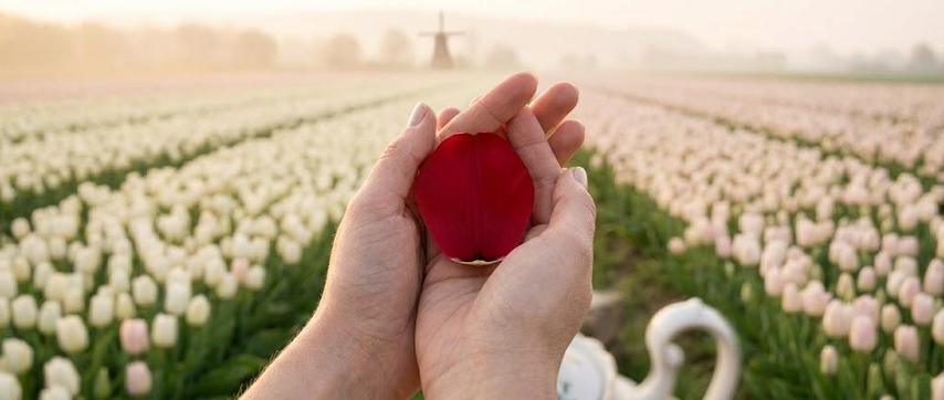 hands and petals macro tulip photo gemini ai prompt