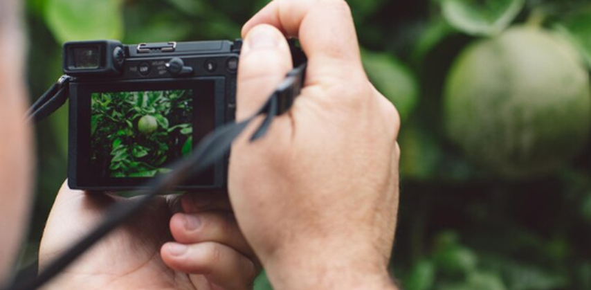 a man capture plant with camera