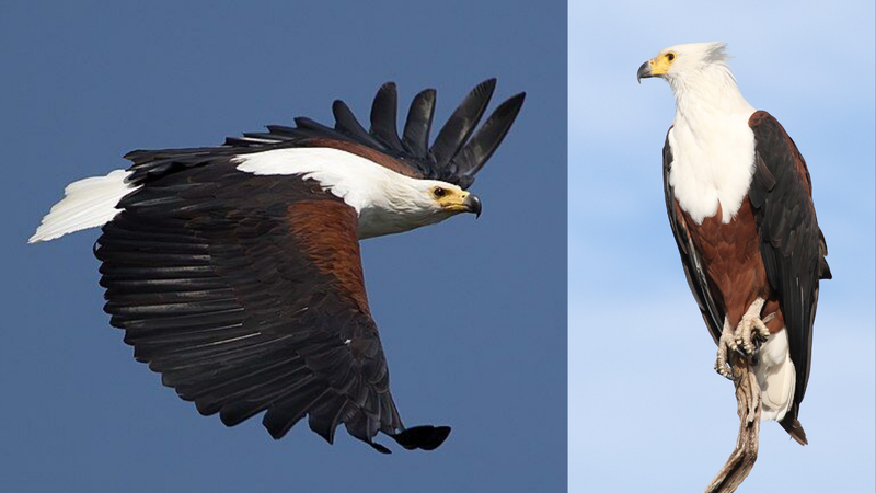 powerful eagle near african lakes