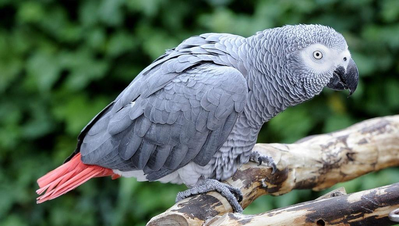 intelligent talking bird grey parrot