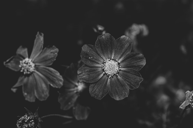 best black and white photography