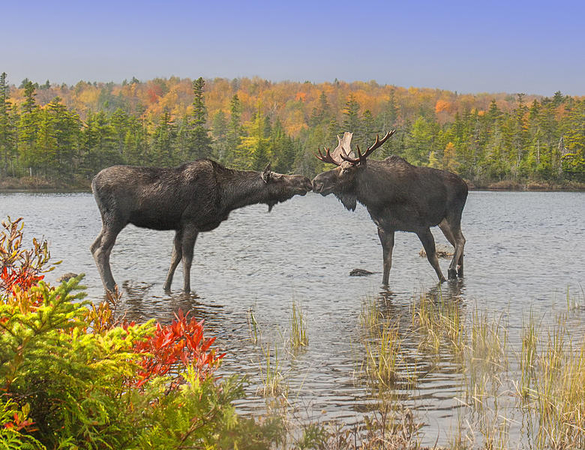 Clean River and Wildlife in Harmony