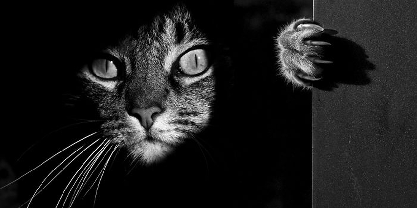 black and white cat photo