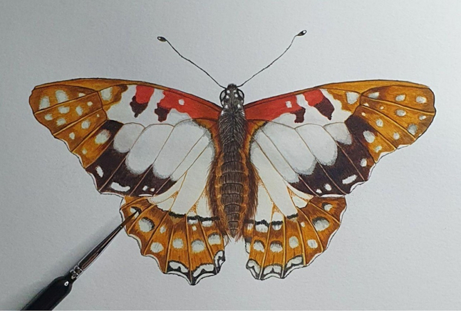 butterflies drawings