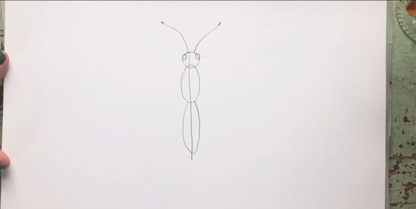 butterfly drawing