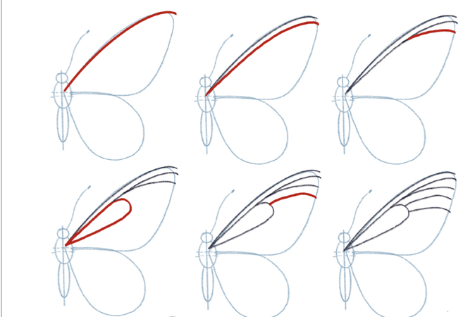 butterfly drawing easy