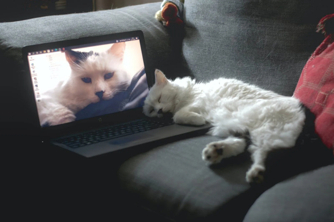 capture in his habitat
