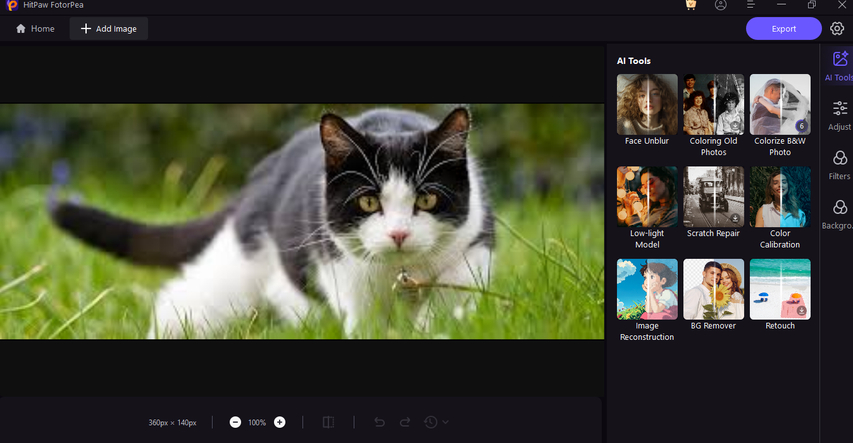 cat-health-self-check-guide