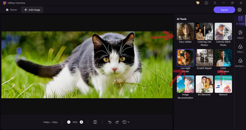 cat-health-self-check-guide