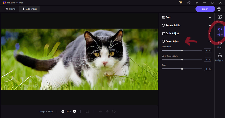 cat-health-self-check-guide