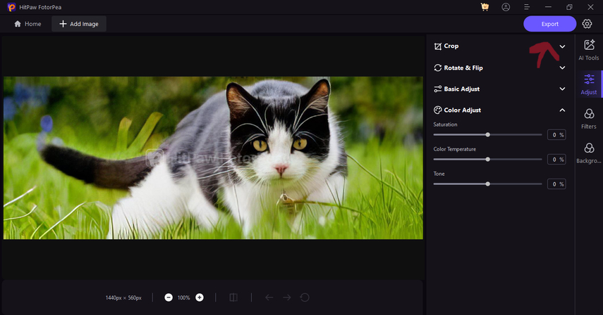 cat-health-self-check-guide