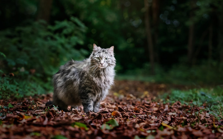 cat photo ideas
