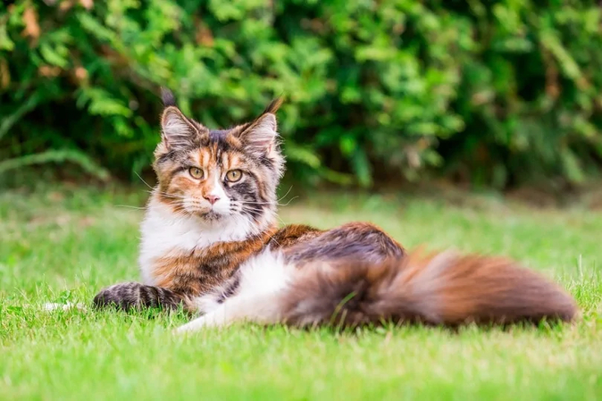 cat photo shoot ideas