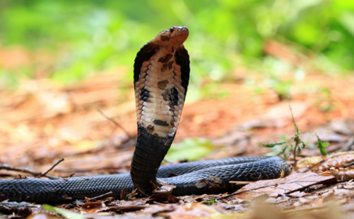 cobra snake photography in jungle