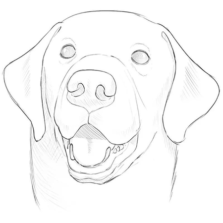 dog face sketch