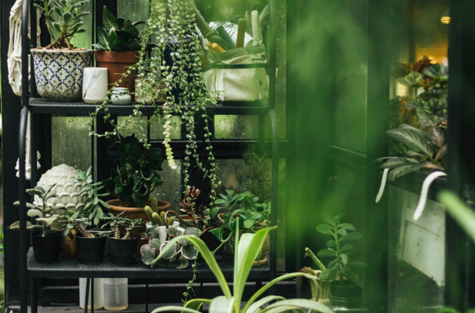 indoor plants photography