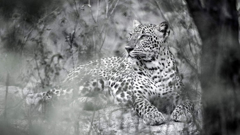 techniques for stunning monochrome animal photos