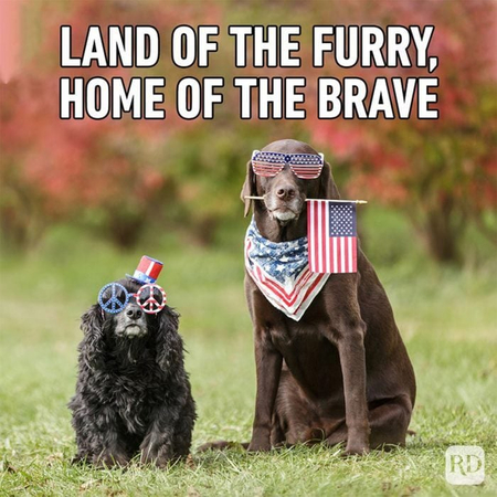 dogs dressed for the fourth