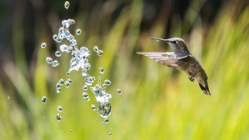 fast shutter speed