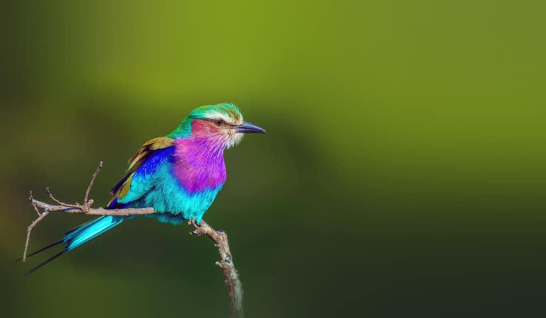 brightly colored bird lilac roller