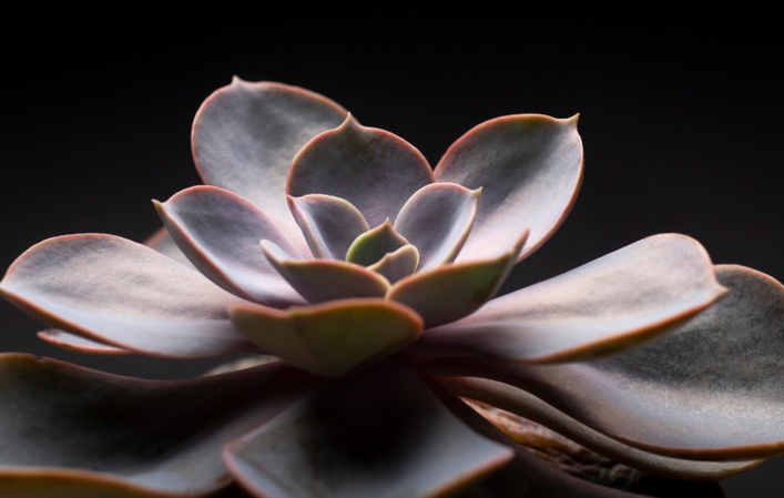 macro lens photo of succulent