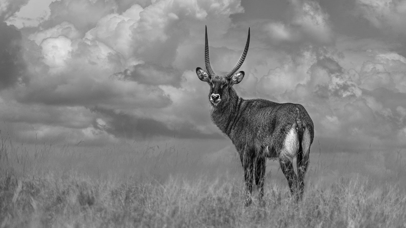 magic of monochrome animal photography