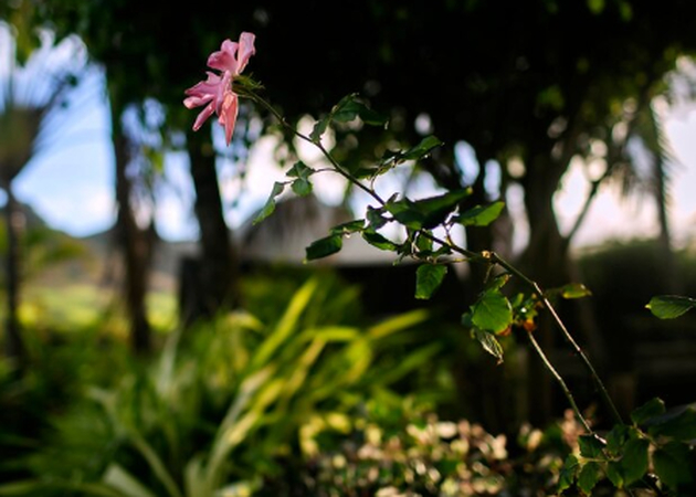 outdoor plants photography