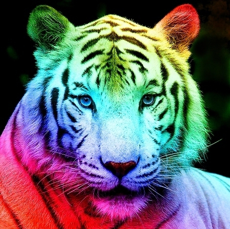 Photoshop canvas showing rainbow gradient overlaid on the portrait.