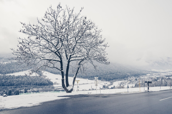 photography of beautiful tree cover with snow in winter