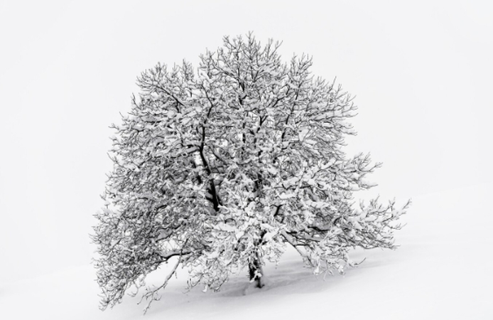 photography of beautiful tree cover with snow
