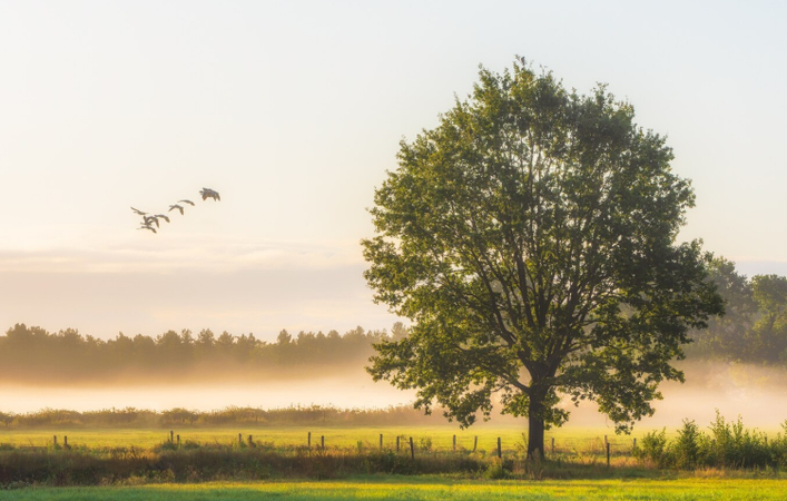 photography of beautiful tree with flying birds in summer