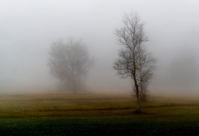 photography of trees cover with fog and mist